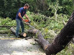 Park River, ND  Tree Services Company